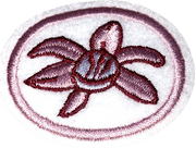 Orchidées
