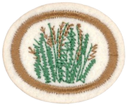Plantes médicinales
