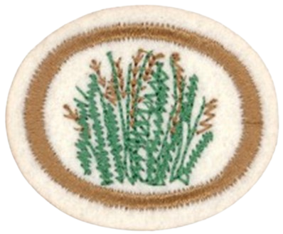 Plantes médicinales
